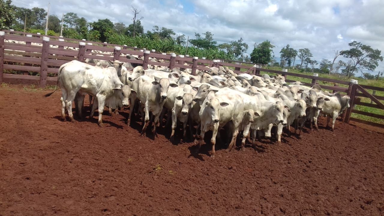 Recuperan 80 cabezas de ganado en Arroyito Nacionales ABC Color