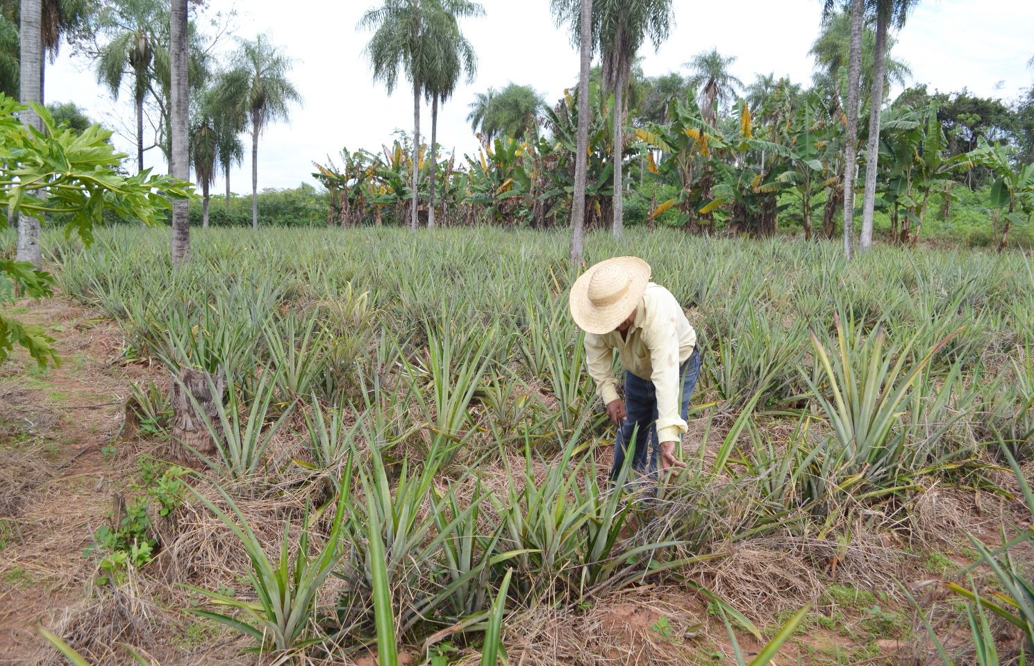 Productor de piña cuenta cómo obtener buena cosecha - Centinela - ABC Color