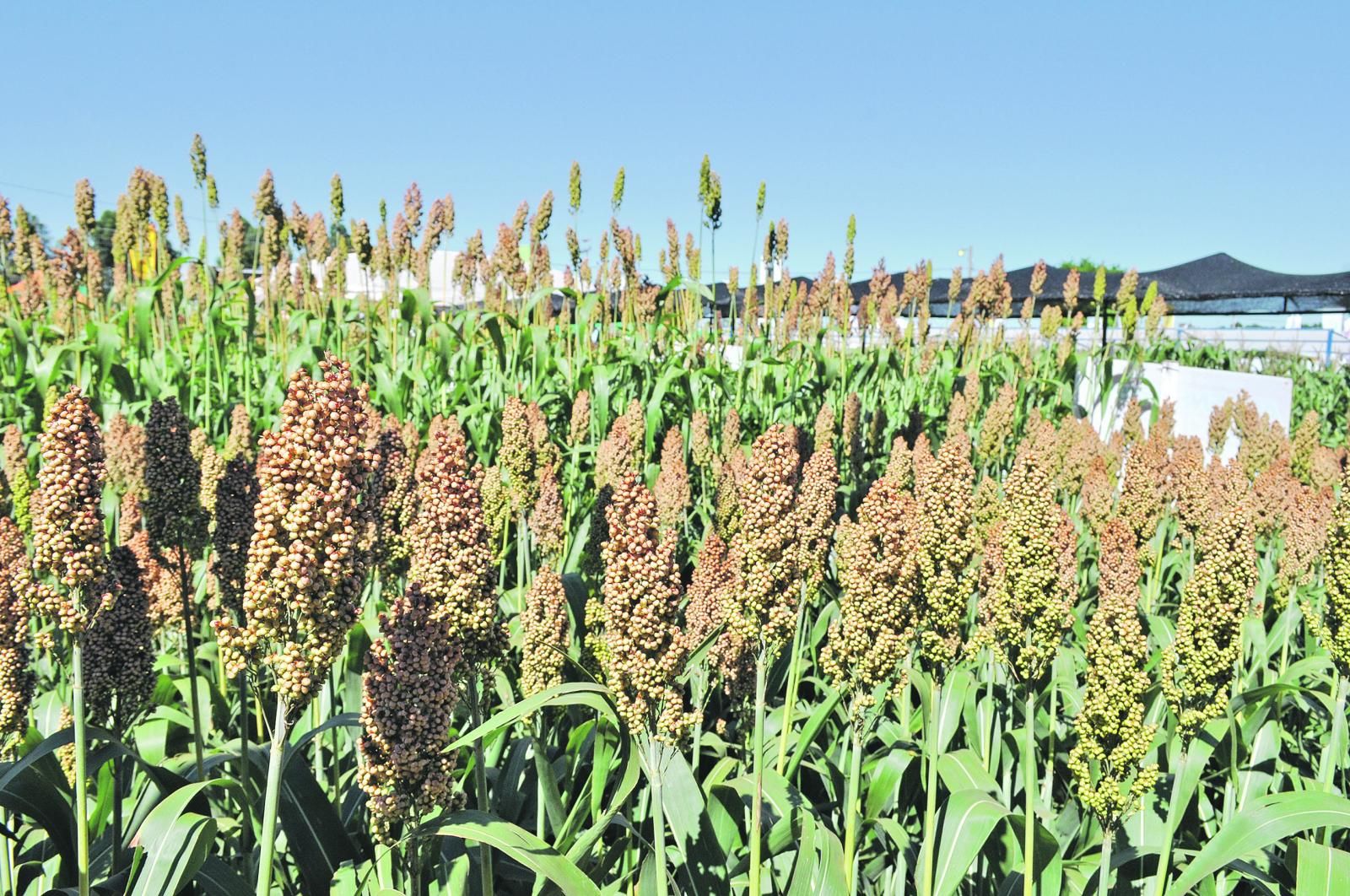 Dr. P. M. Gibert ABC Rural ABC Color