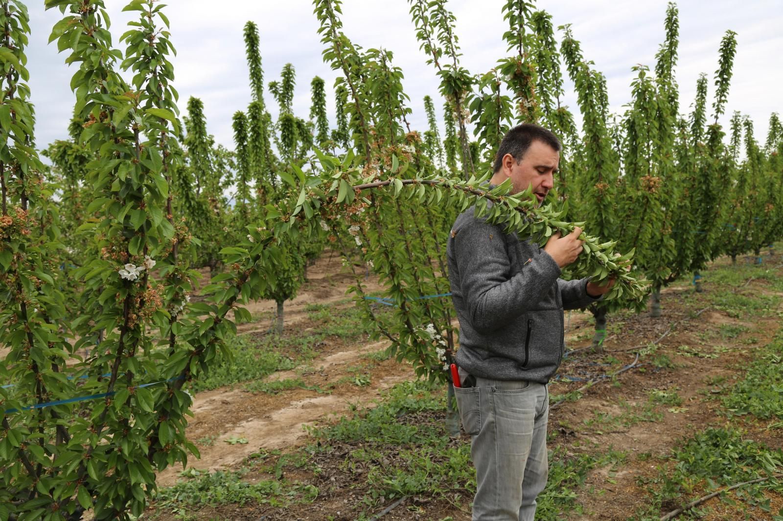 Crean “cerezos bonsái” en Chile Ciencia ABC Color