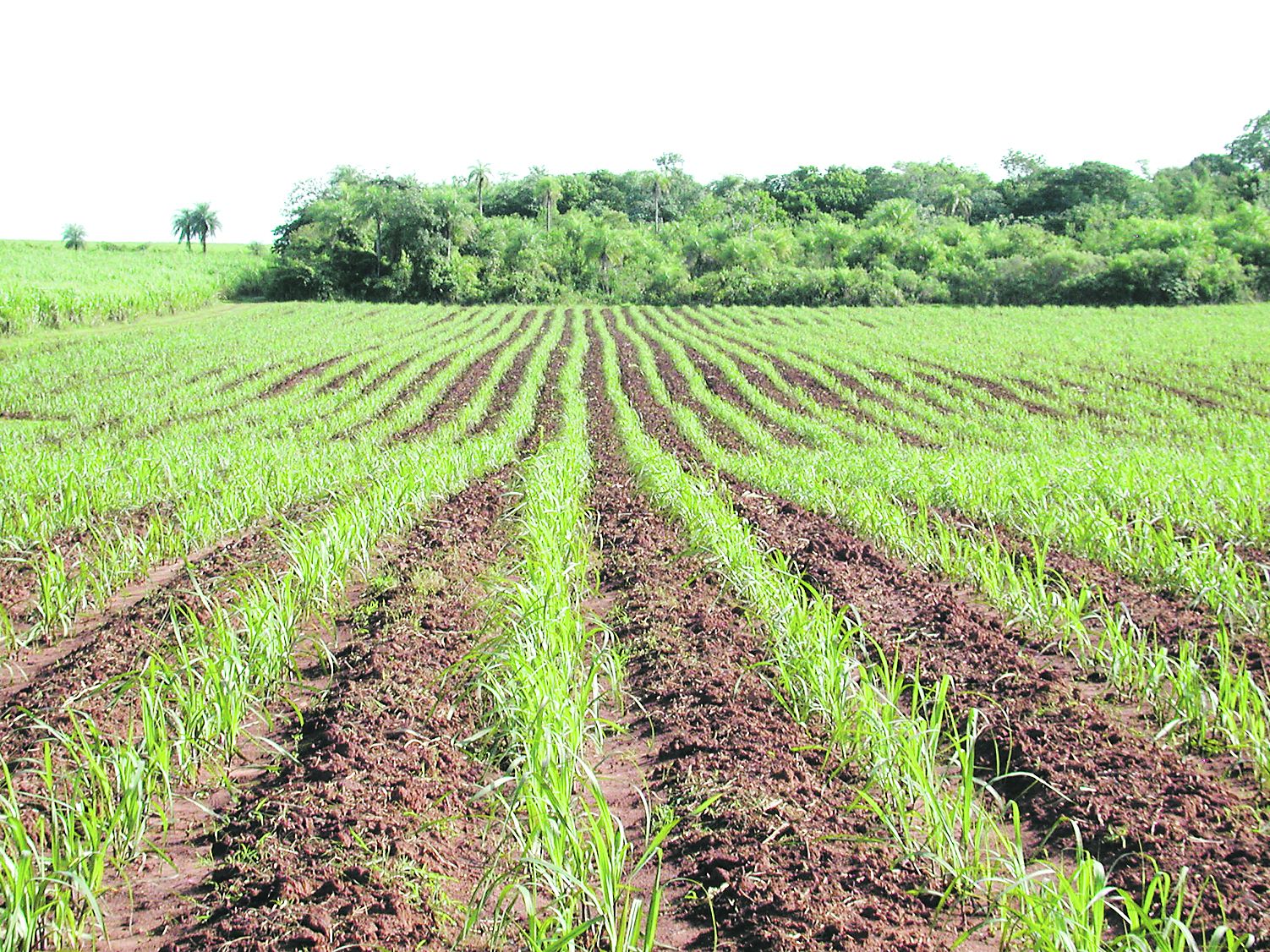 Caña de azúcar - ABC Rural - ABC Color