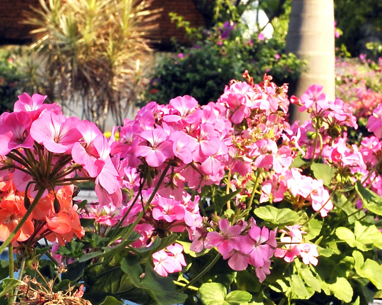 Geranio - Casa y Jard\u00edn - ABC Color