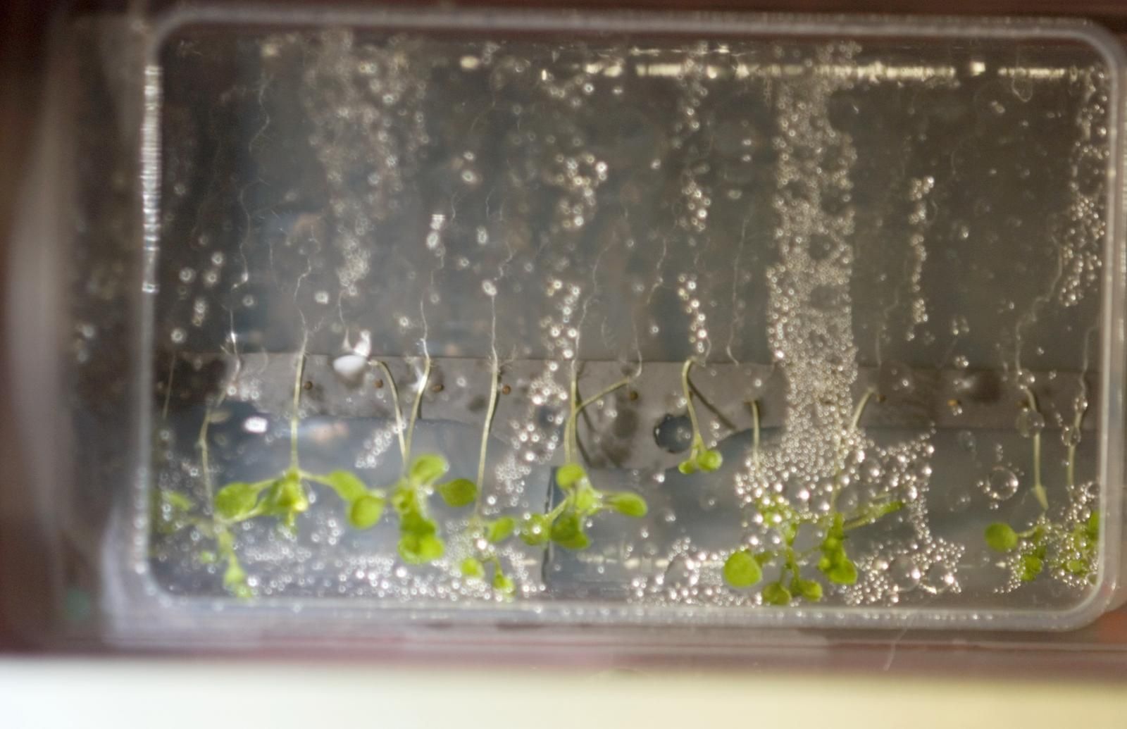¿Plantas sin gravedad? - Ciencia - ABC Color