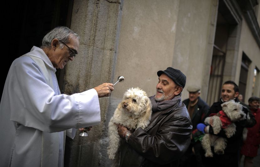 En España y el Vaticano, San Antón bendice a los animales domésticos
