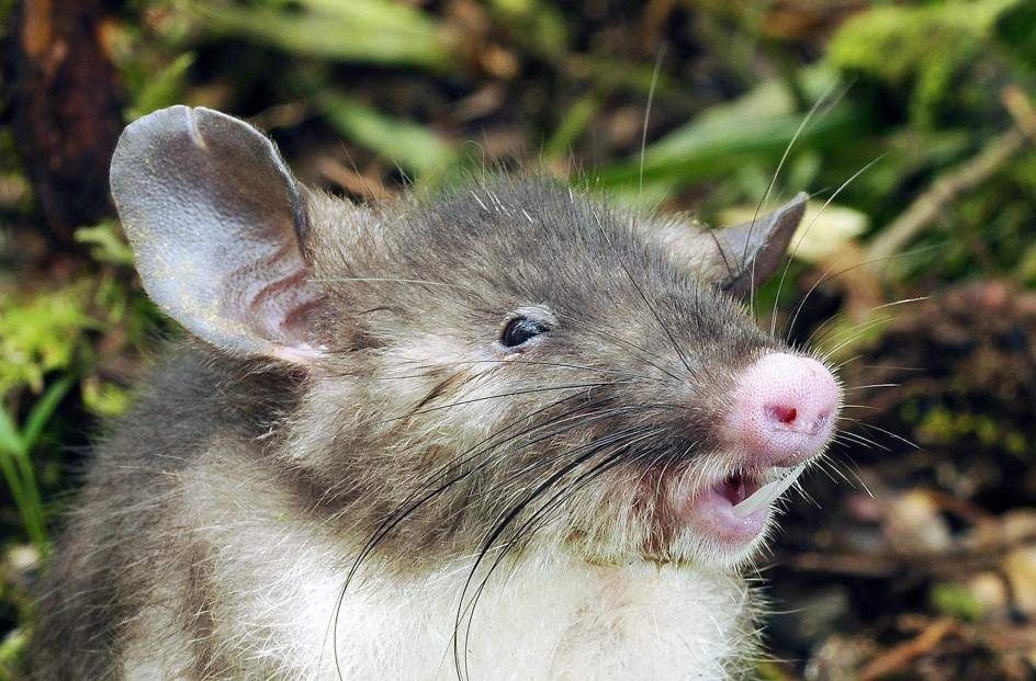 Descubren una nueva especie de mamífero, un “ratón musaraña” - Ciencia ...