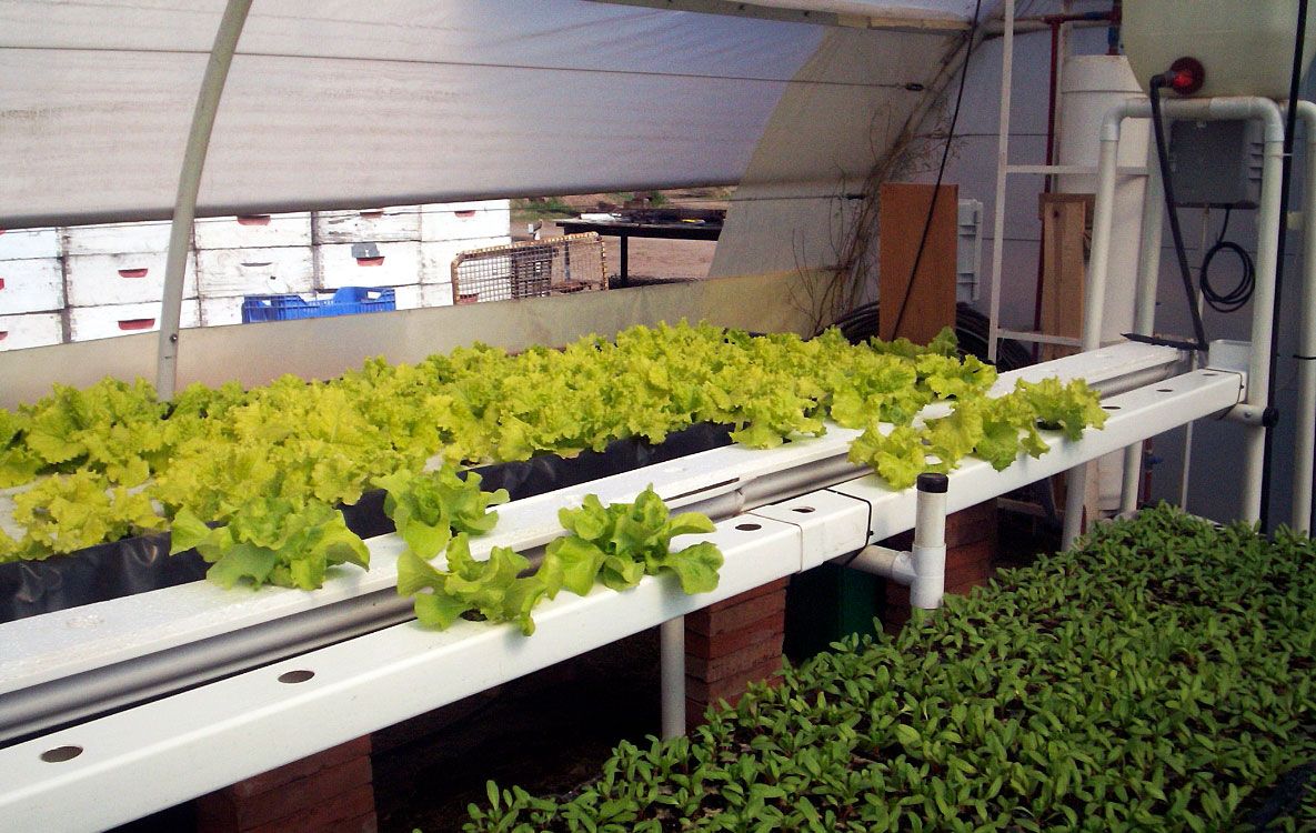 ¿Qué es la hidroponía? - Casa y Jardín - ABC Color