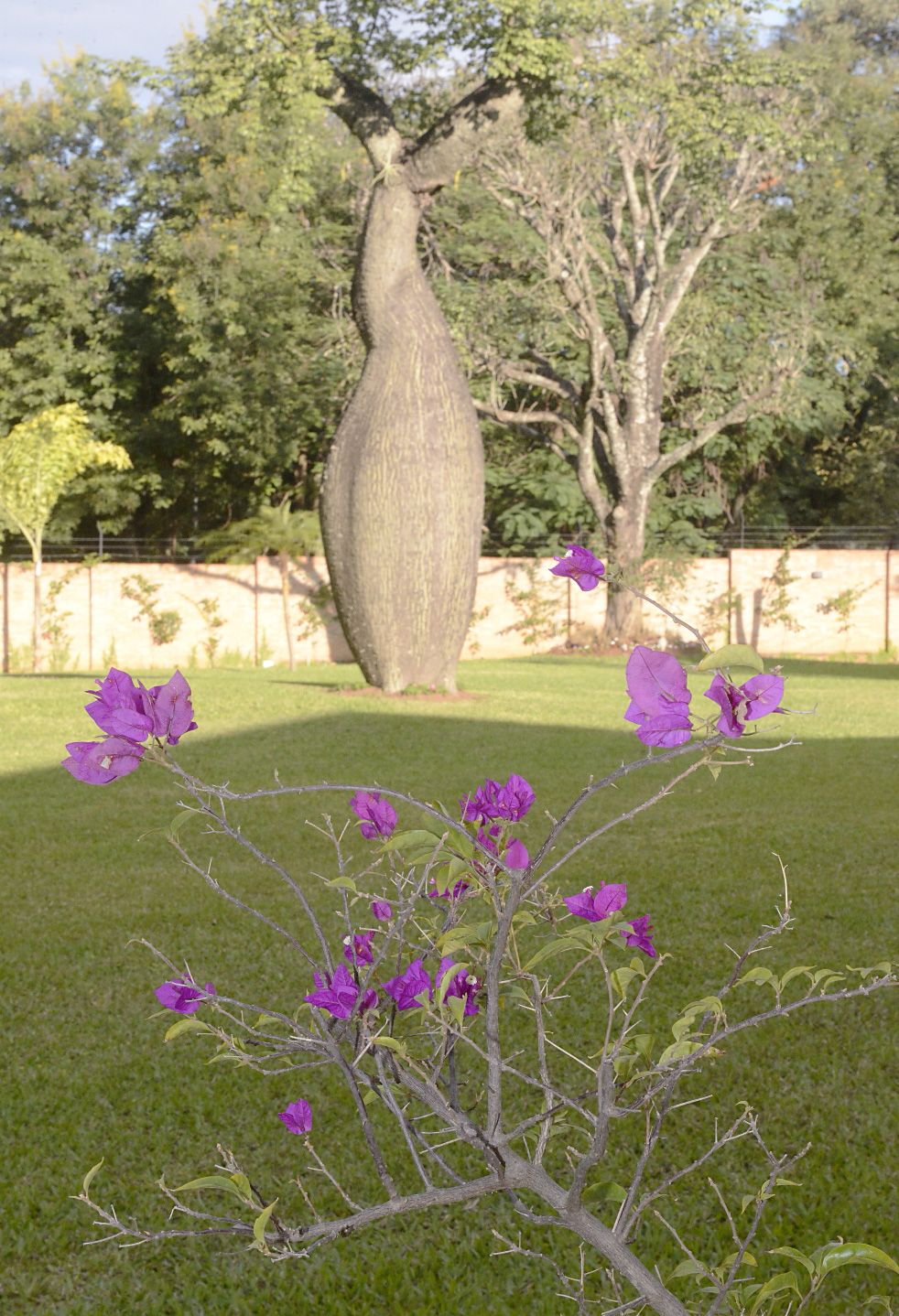 El jardín amplio - Casa y Jardín - ABC Color