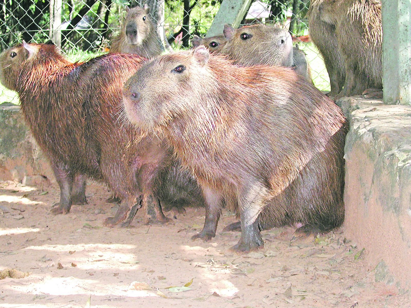 Animales silvestres - ABC Rural - ABC Color