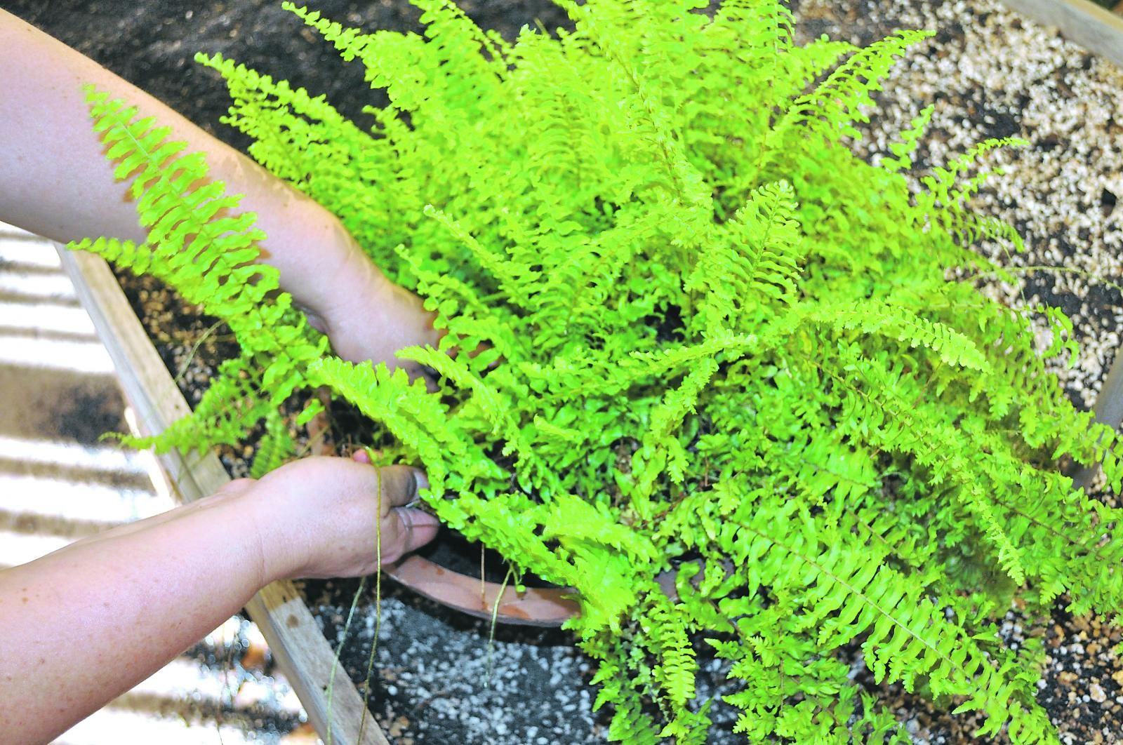 Multiplicación vegetativa de plantas ornamentales ABC Rural ABC Color Multiplicación vegetativa de plantas ornamentales ABC Rural ABC Color