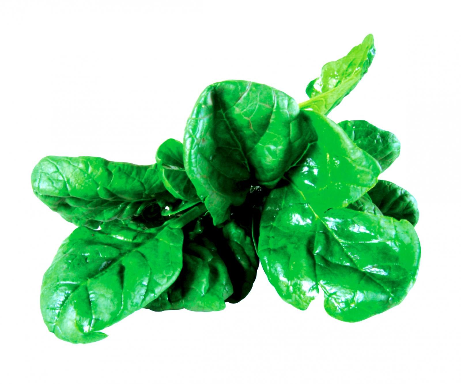 Ensaladas de hojas verdes Gastronomia ABC Color