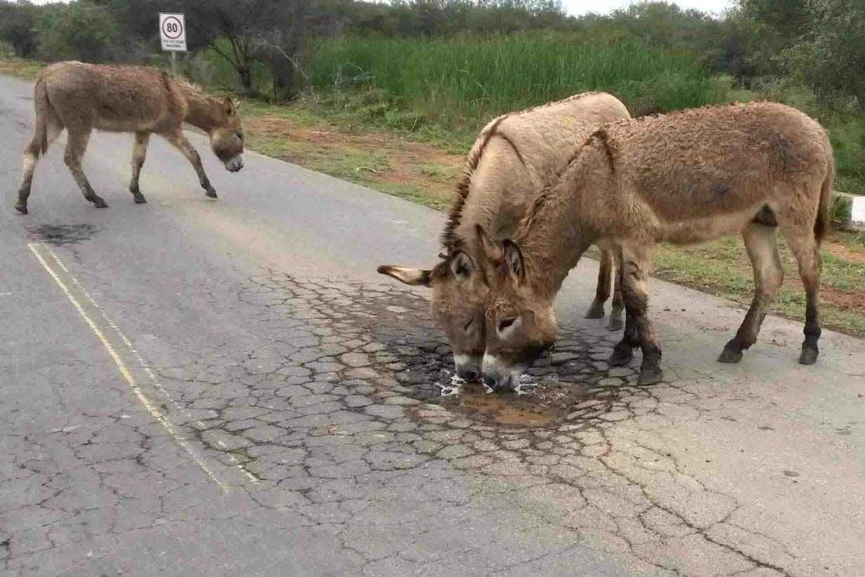 Burros beben agua acumulada en bache Ciudadano digital ABC Color