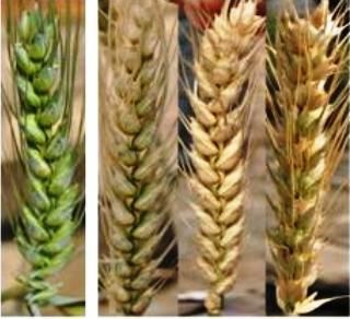 Control de la fusariosis en espigas de trigo - ABC Rural - ABC Color