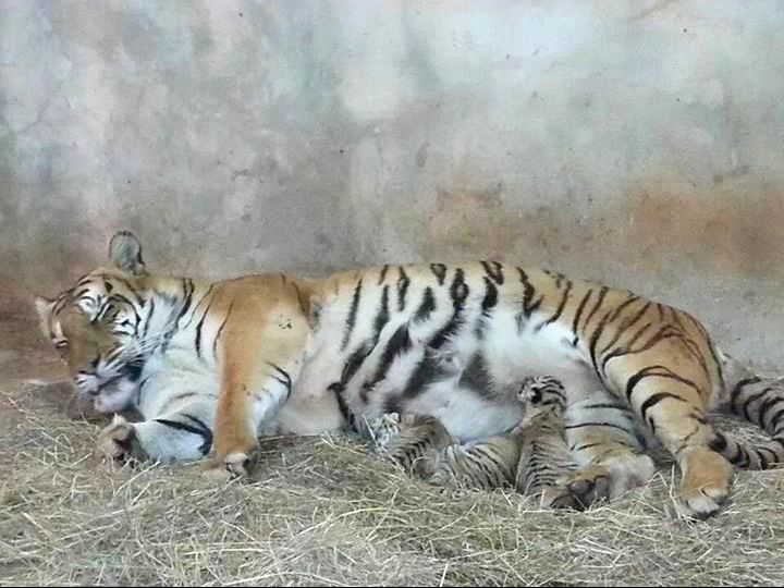 Nacen tres tigres de bengala en el Zoo - Nacionales - ABC Color