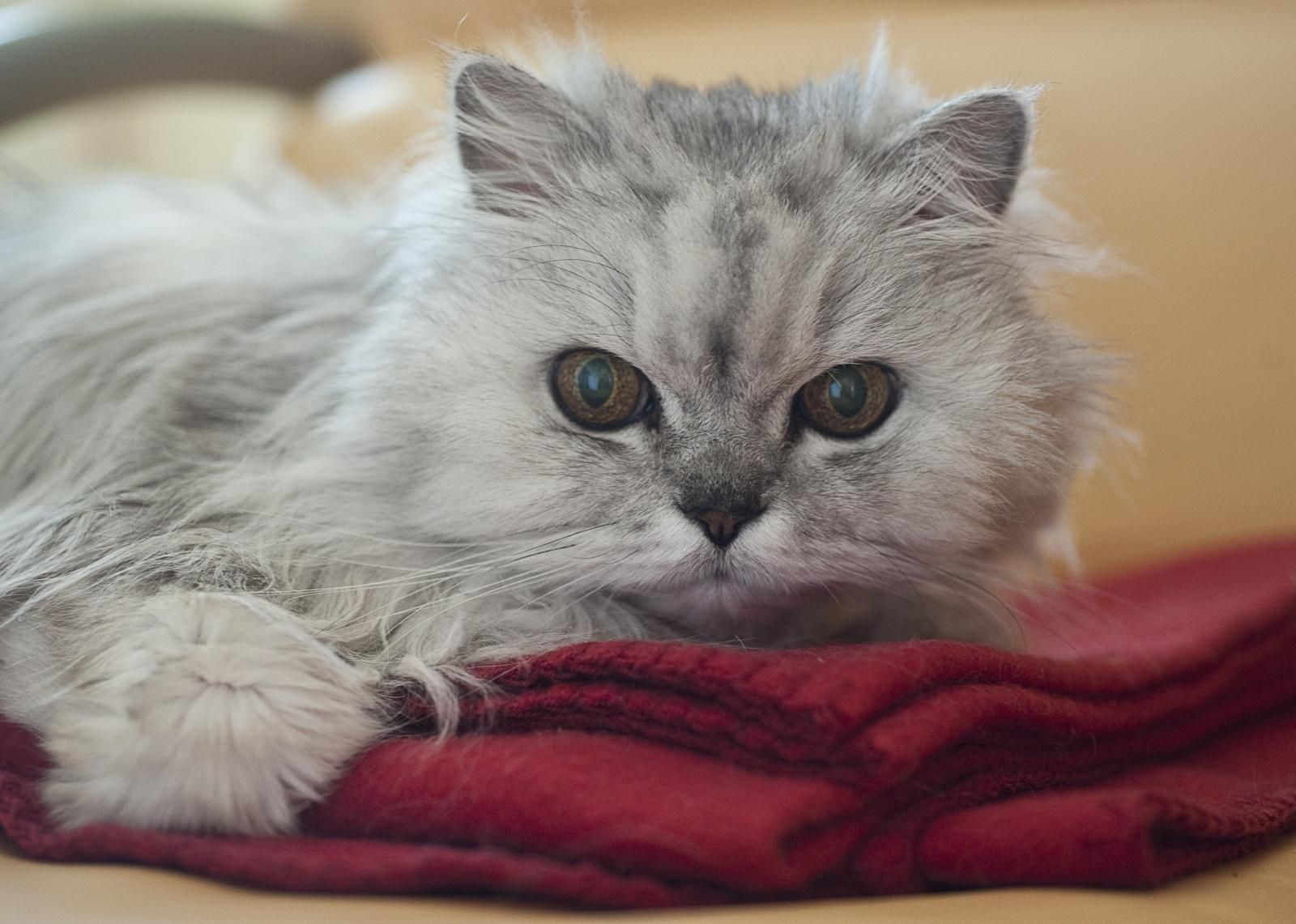 Cuanto Vive Un Gato Con Artrosis
