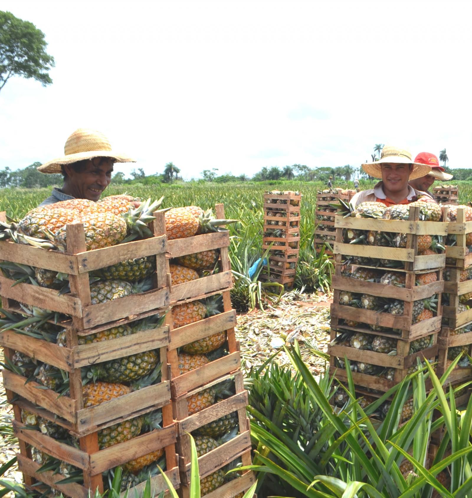Hay excelente cosecha de piña orgánica en la zona de Guayaybí ...