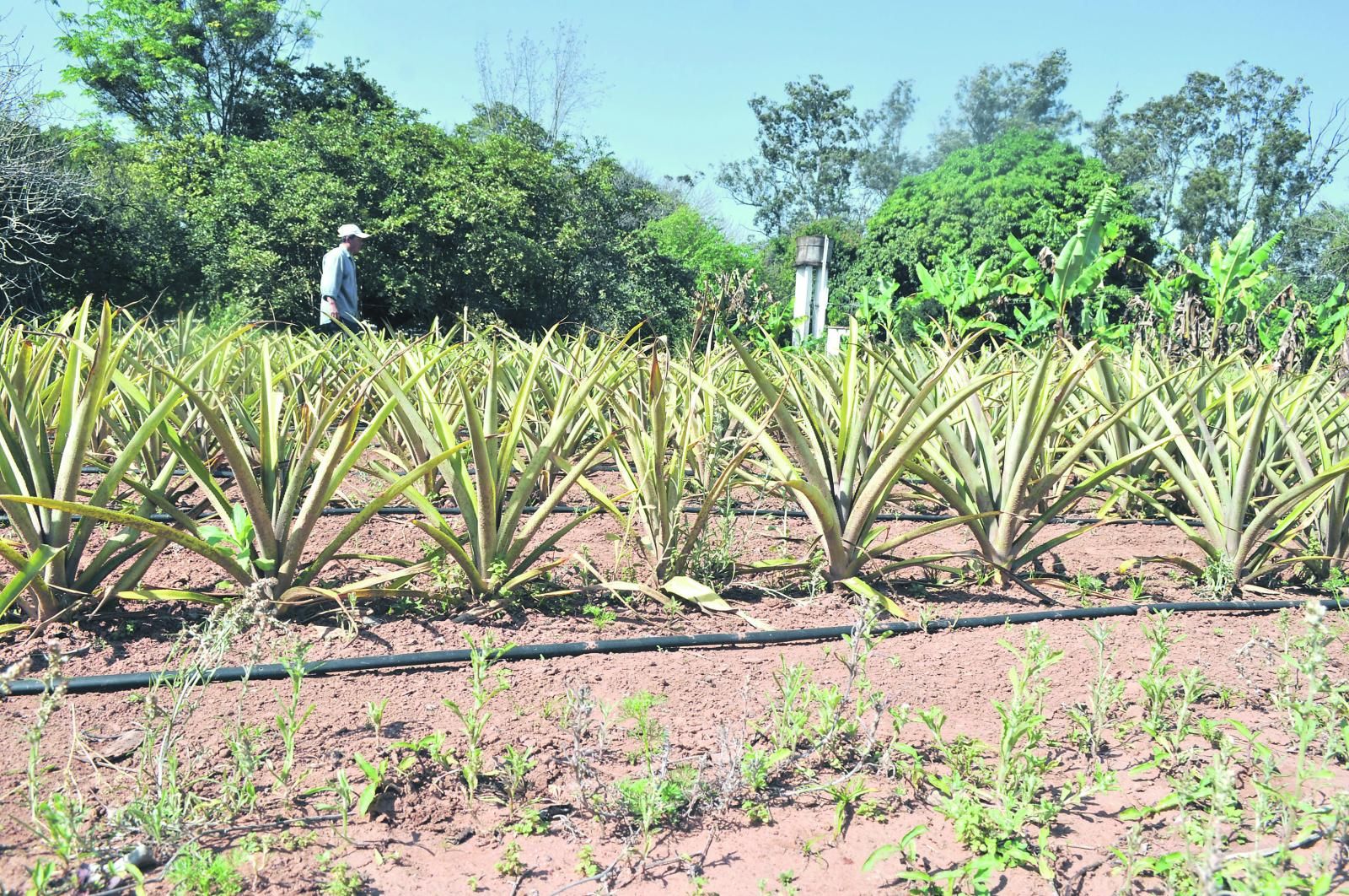 Riego en cultivo de piña - ABC Rural - ABC Color