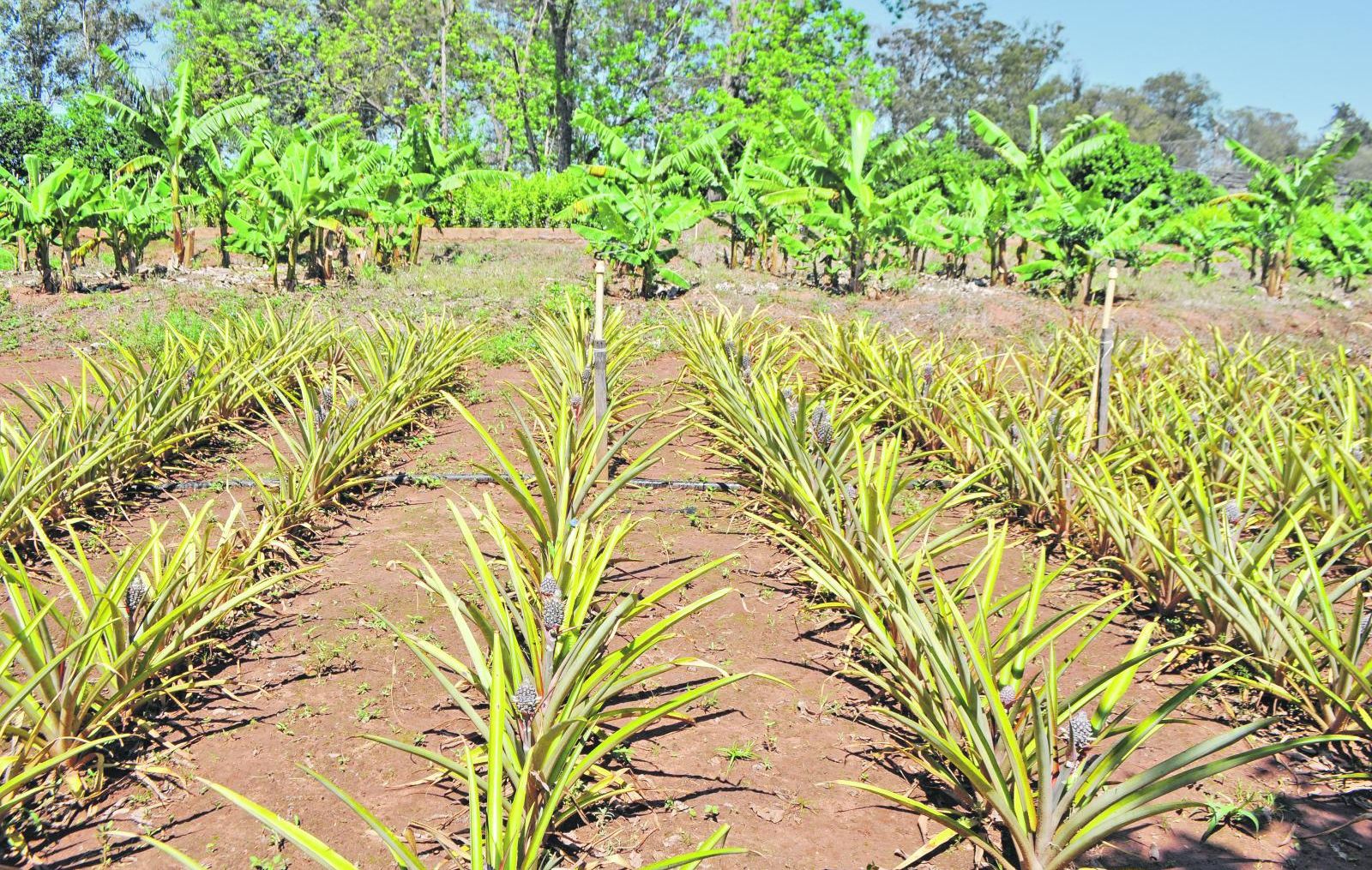 Piña - Dr. P. M. Gibert - ABC Rural - ABC Color