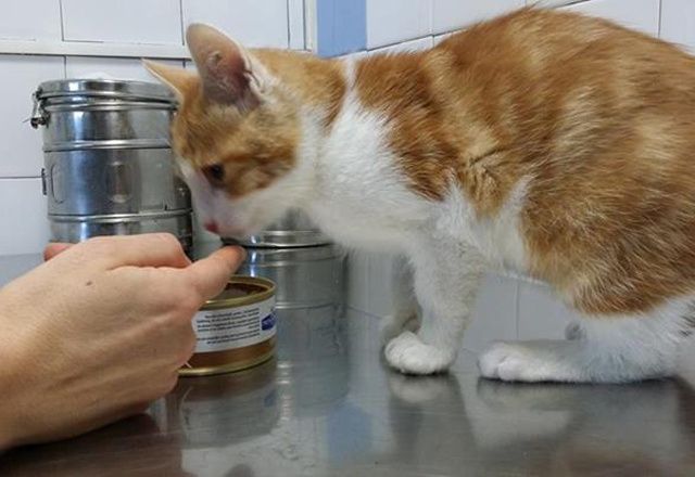 Condenan a un año de cárcel a francés por maltratar a un gato - Mundo ...